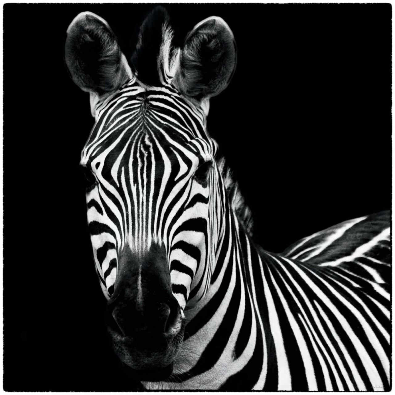 Zebra II Square Poster Print by Debra Van Swearingen - Item # VARPDX16455